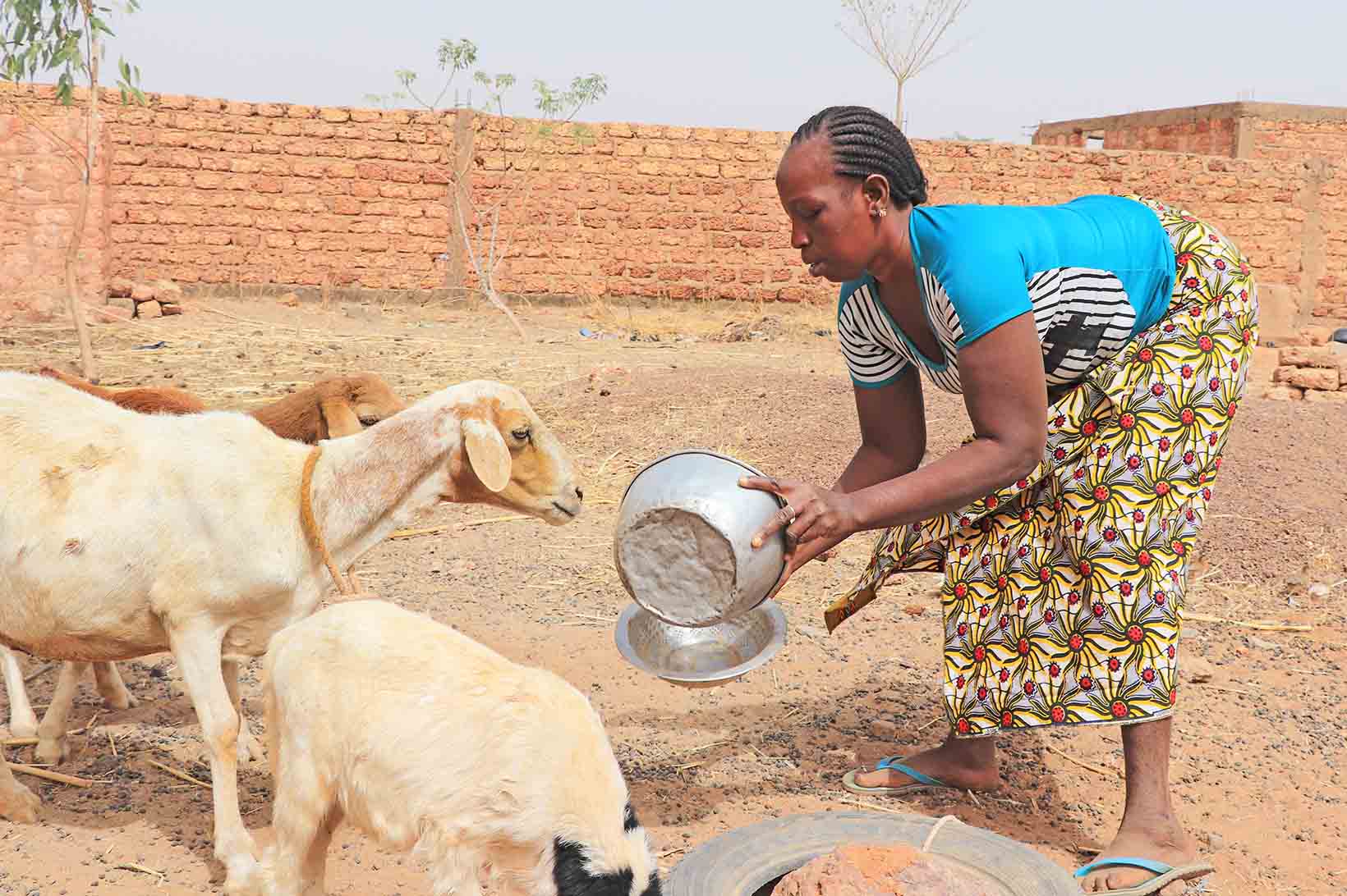 Eine Frau aus Burkina Faso, die vor kurzem eine Graue-Star-Operation hatte, füttert Ziegen.