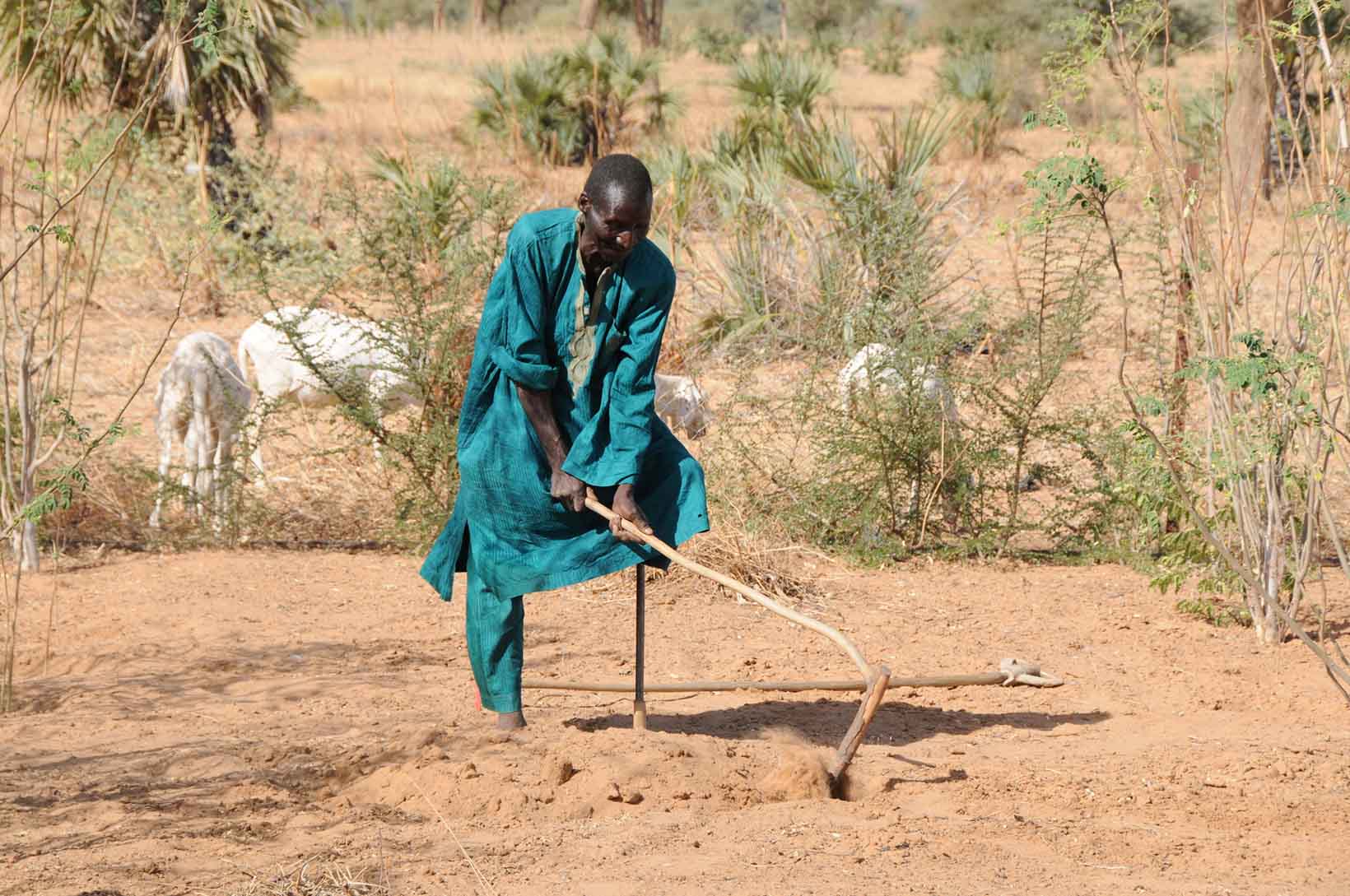 Un uomo con una gamba sola lavora nei campi sostenendosi con una stampella.