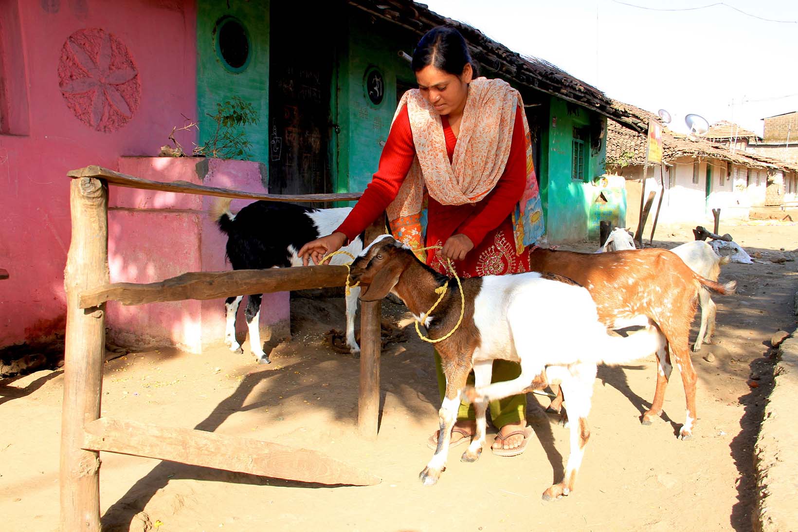 Eine Frau aus Indien bindet eine Ziege an einen Holzmasten an. Im Hintergrund stehen weitere Ziegen.