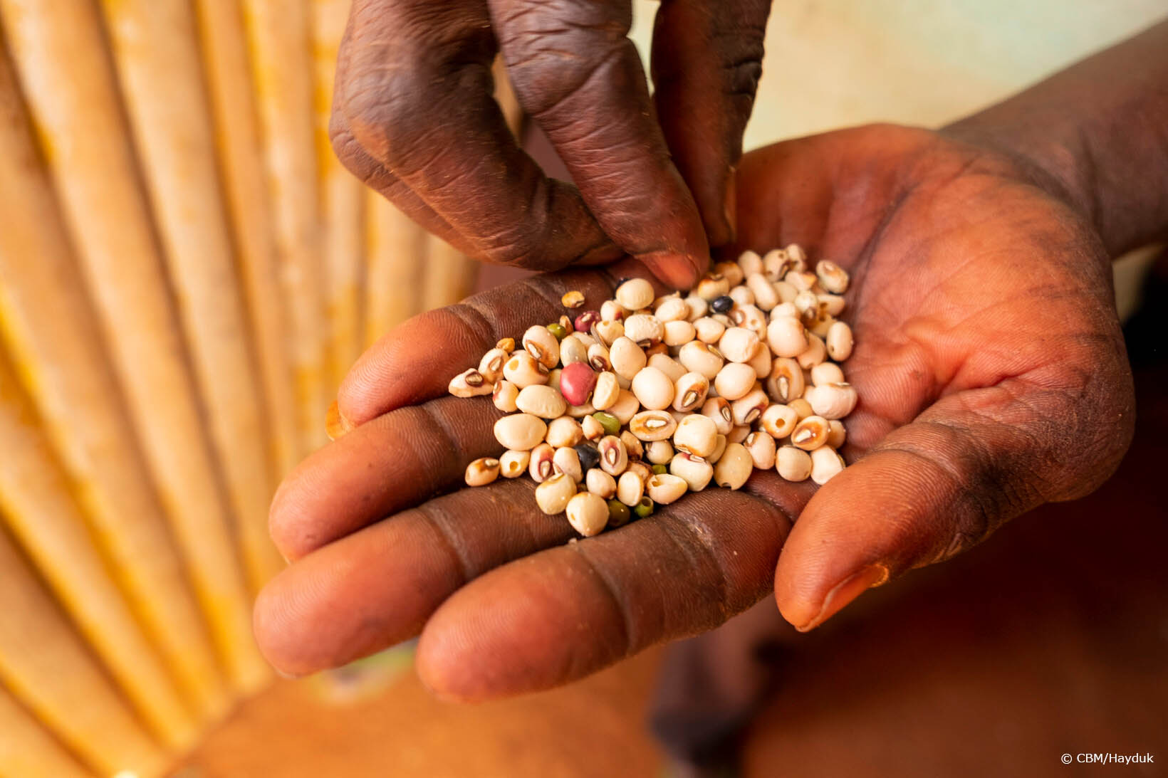 Eine Hand gefüllt mit hellen, getrockneten Bohnen.
